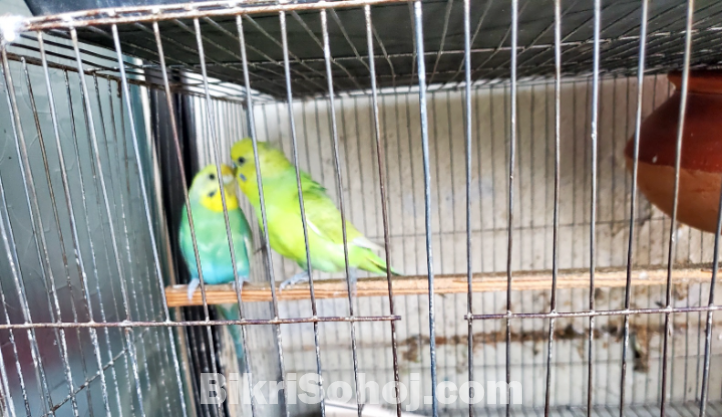 Bird
